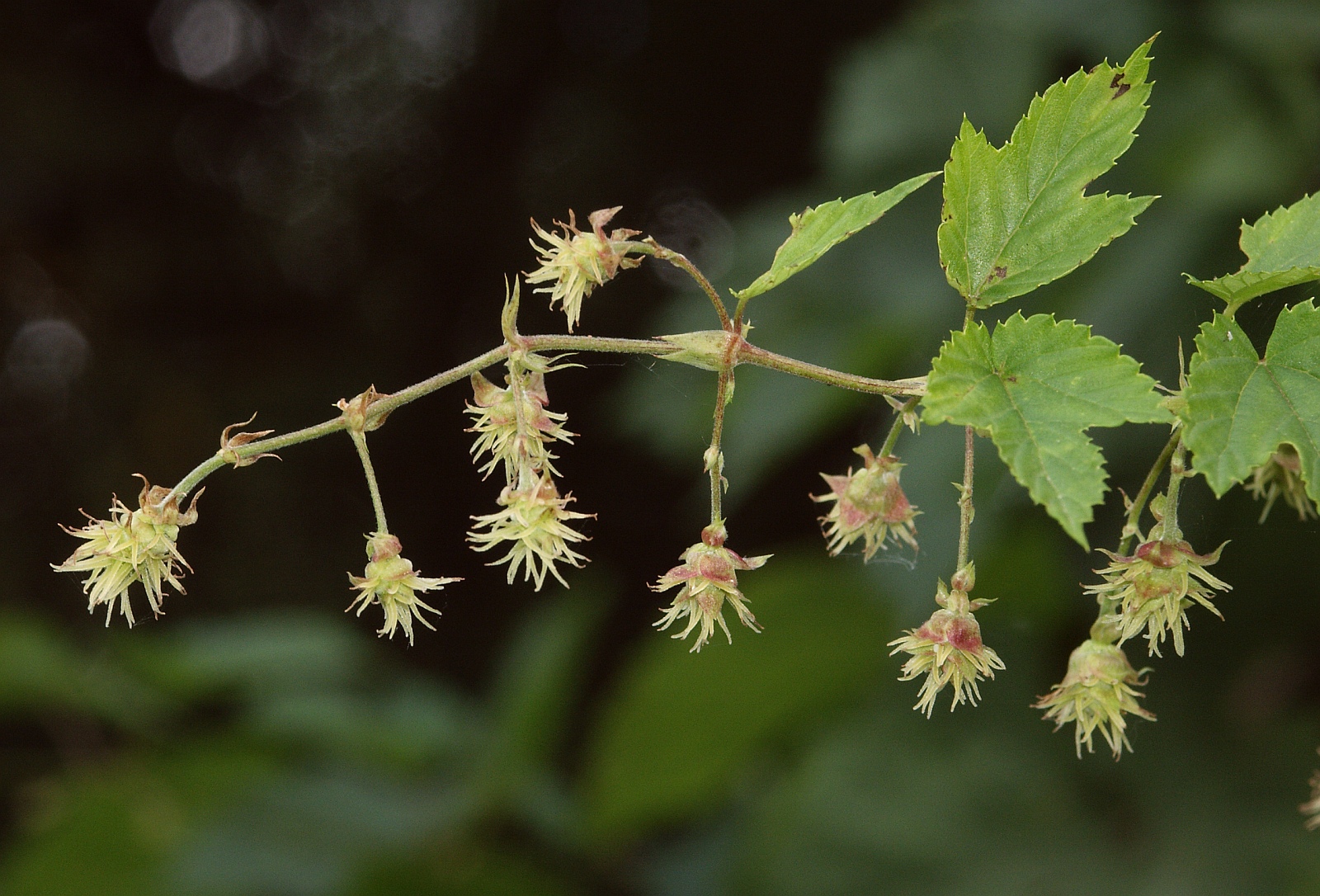 Humulus Lupulus